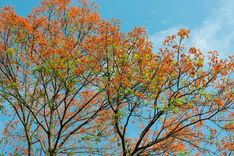 Flowering coral tree