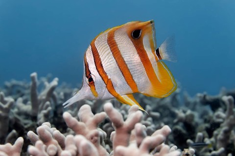 Copperband butterflyfish