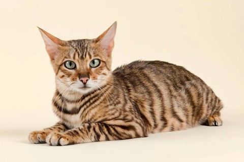 Breedcat Toyger