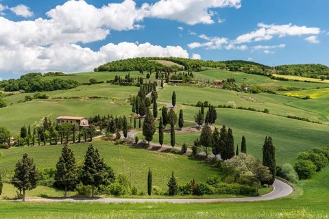 Road lined with cypress trees