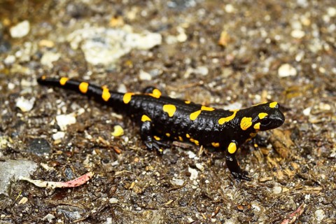 Fire salamander