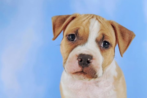 American Staffordshire Terrier