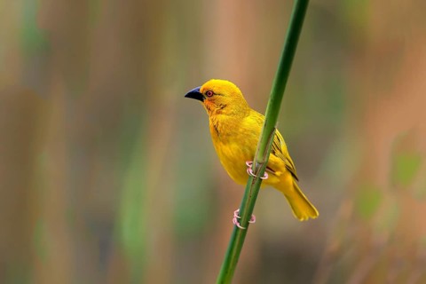 Eastern Golden Weaver