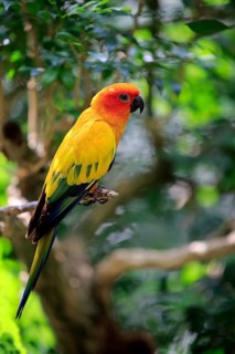 Sun conure