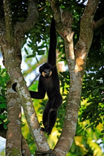 Yellow-cheeked gibbon