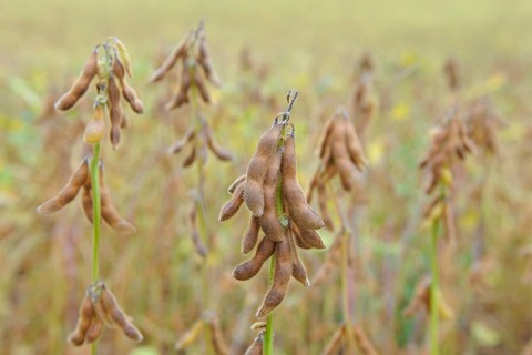 Cultivation of Soya bean