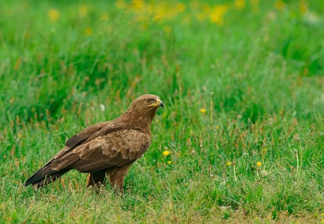Lesser spotted eagle