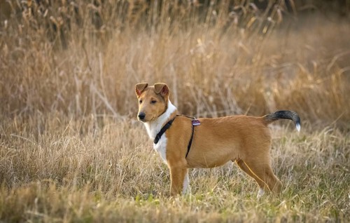 Shorthair Collie
