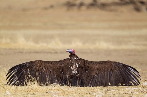 Lappet-faced Vulture