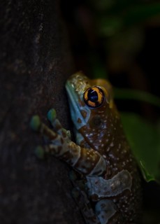 Mission golden-eyed tree frog