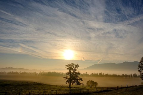 Oak in the morning light with fog