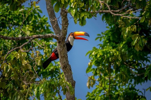 Toco toucan