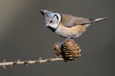 Crested tit
