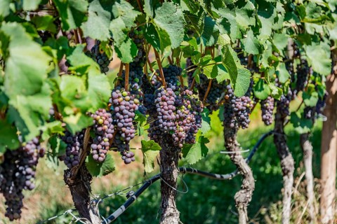 Blue grapes