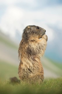Alpine marmot