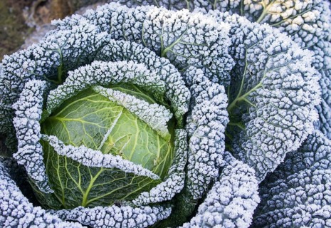 Savoy cabbage with hoarfrost