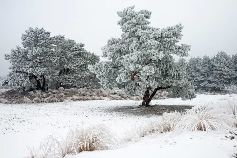 Pine trees