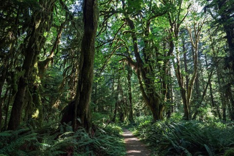 Vegetation at Kestner Homestead Trail