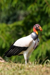 King vulture