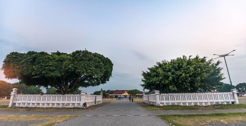 Kurrajong