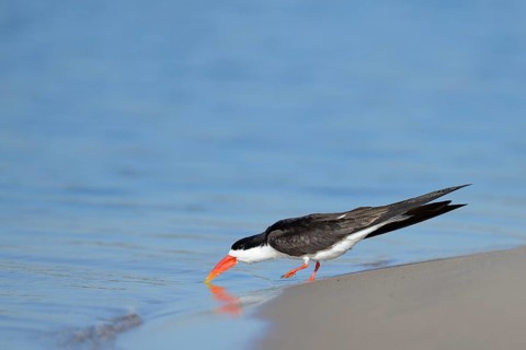 African skimmer