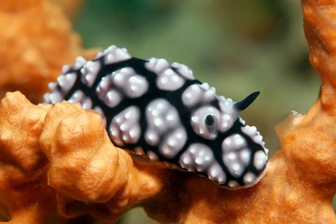 Phyllidiella pustulosa crawling over sponge