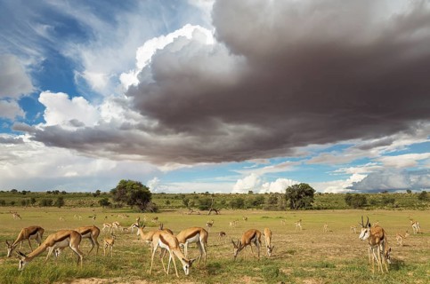 Springboks