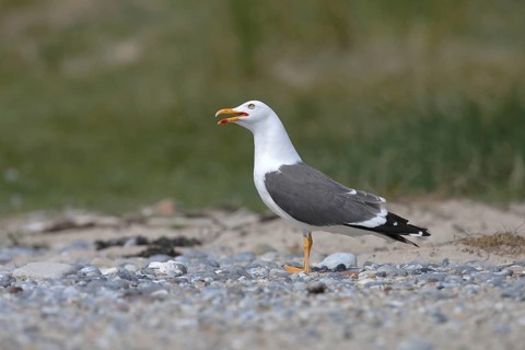 Lesser black-backed gull