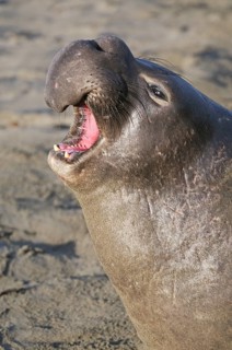 Northern Elephant Seal