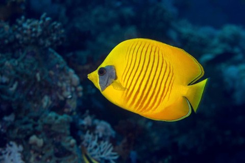 Bluecheek butterflyfish