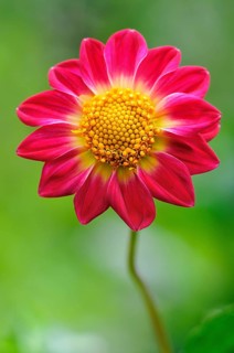 Garden dahlia