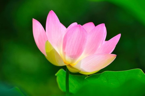 Indian lotus