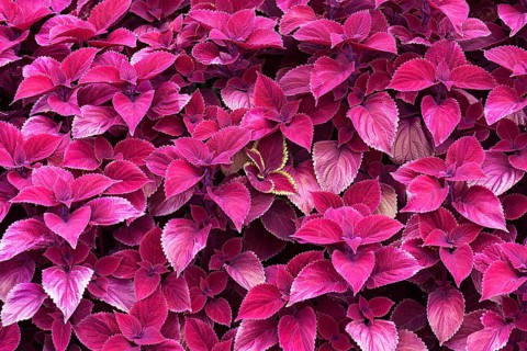 Coleus nettle