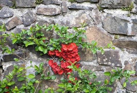 Red flowering quince