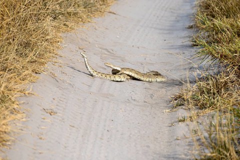 Two puff adders