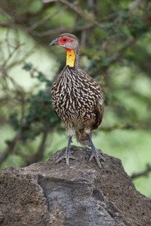Yellow-throated francolin