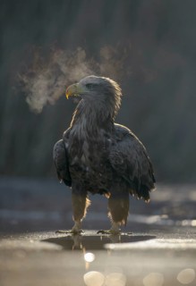 White-tailed eagle