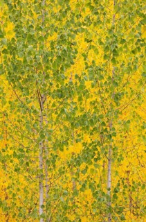 Yellow aspens