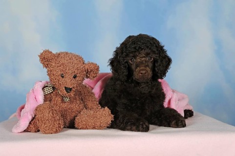 Miniature poodle