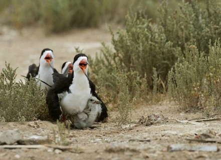 Black Skimmer
