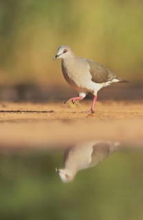 White-tipped Dove