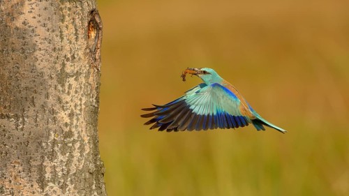 Roller