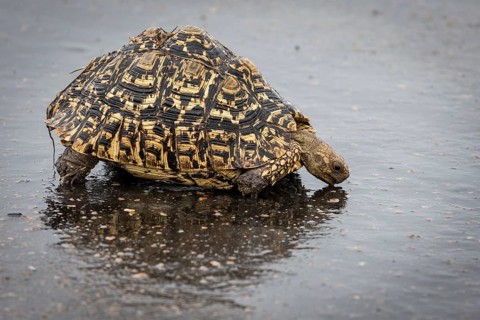 Leopard tortoise