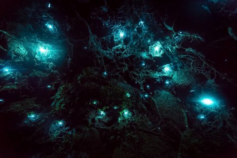 Bioluminescence