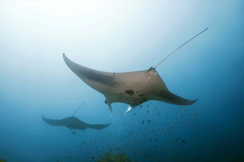 Two Giant oceanic manta rays
