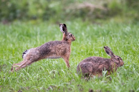 European hares