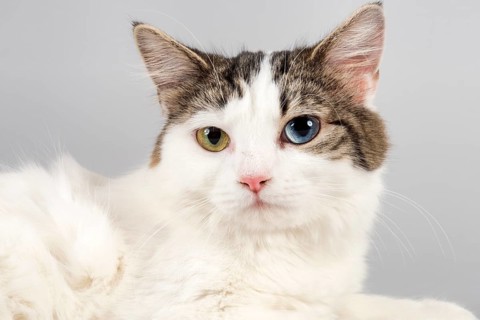 Pedigree cat Cymric