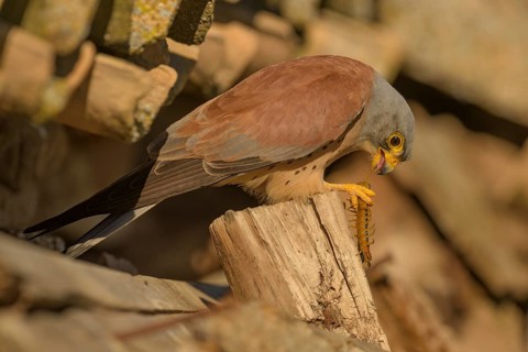 Lesser Kestrel