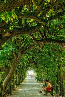 Lime tree arcade