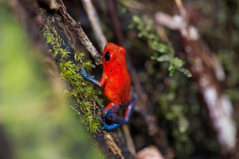 Strawberry poison-dart frog